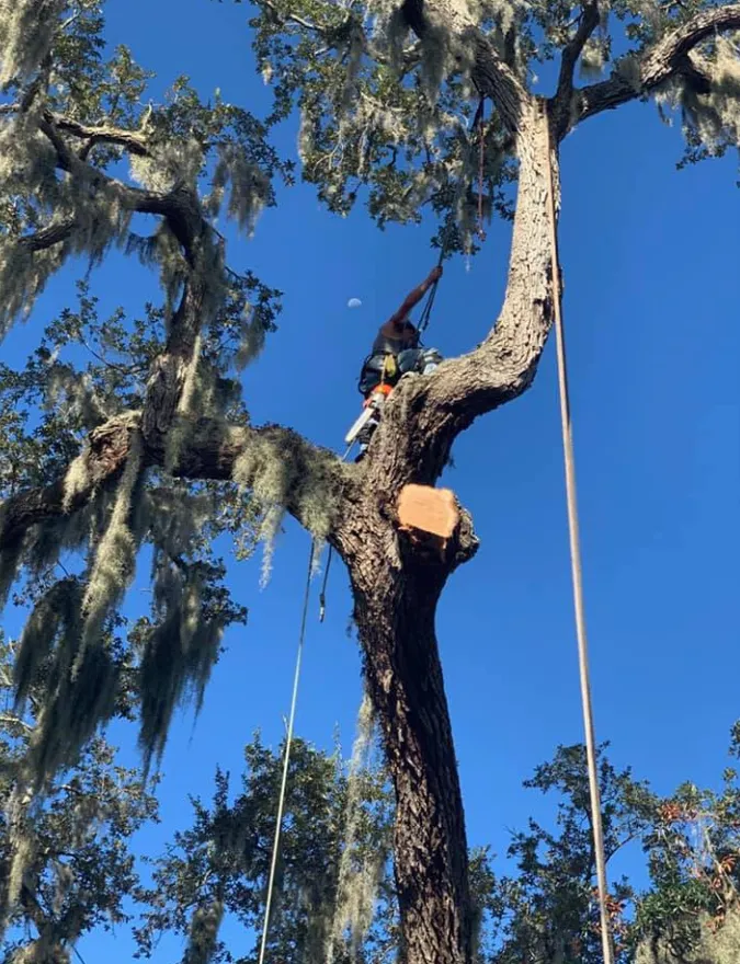 Tree Kings Florida climber working high in a live oak canopy