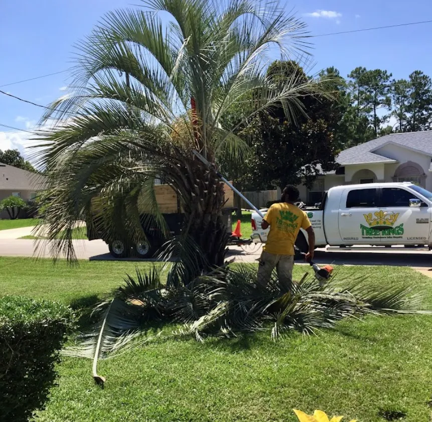 Tree Kings Florida crew member trimming a palm tree beside the company's branded service truck