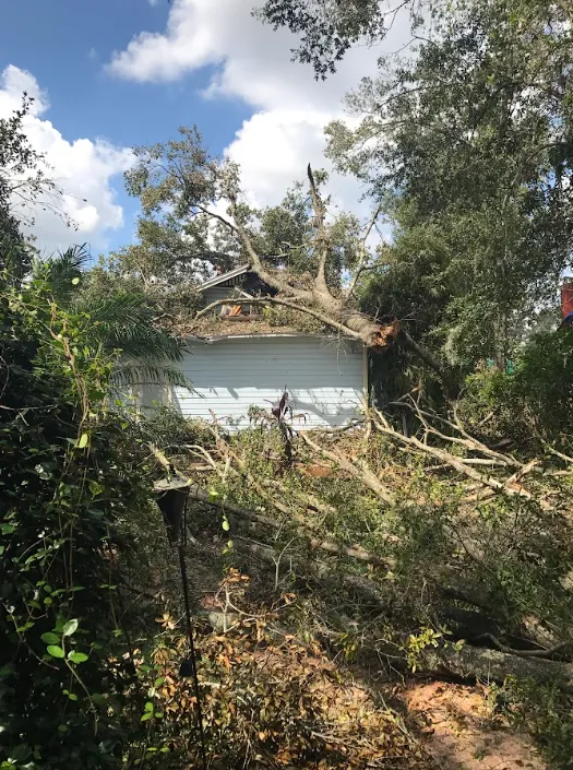 Storm-damaged tree resting on a residential roof before removal