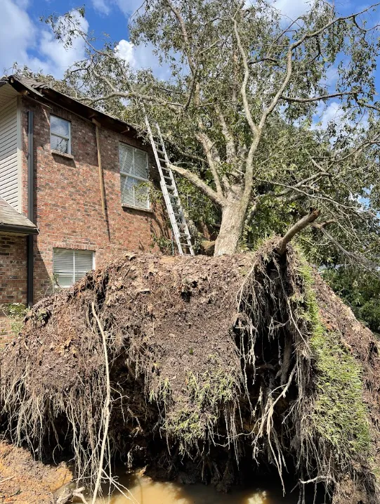 Large uprooted tree leaning against a brick house after a storm